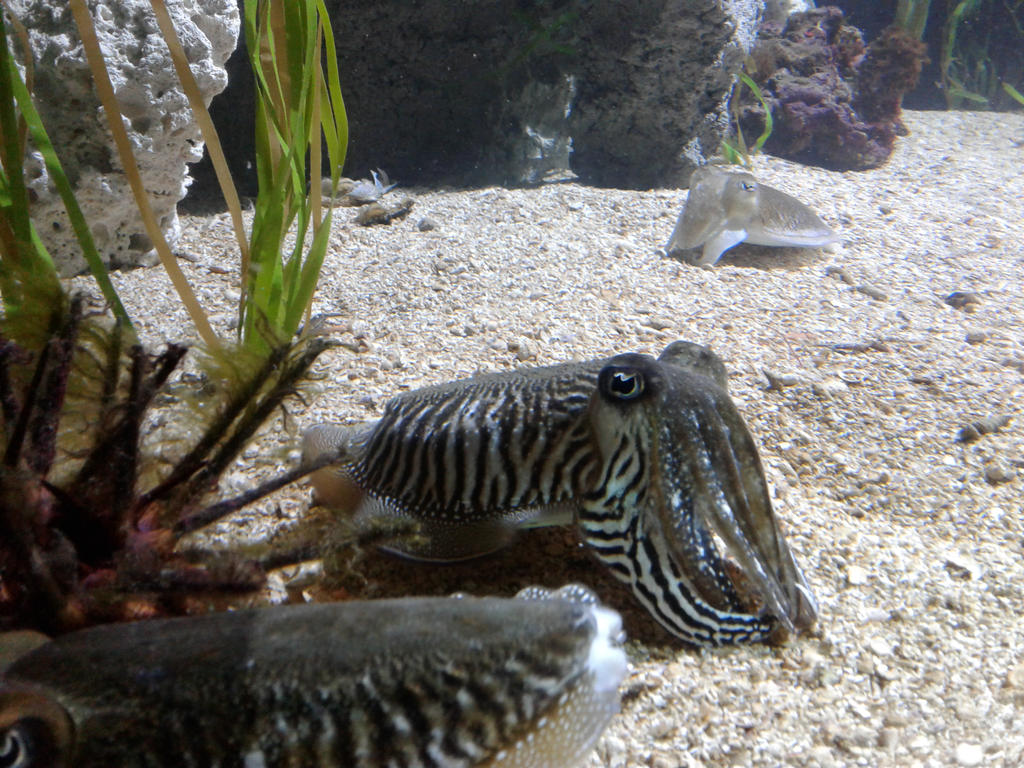 Cuttlefish cuddles