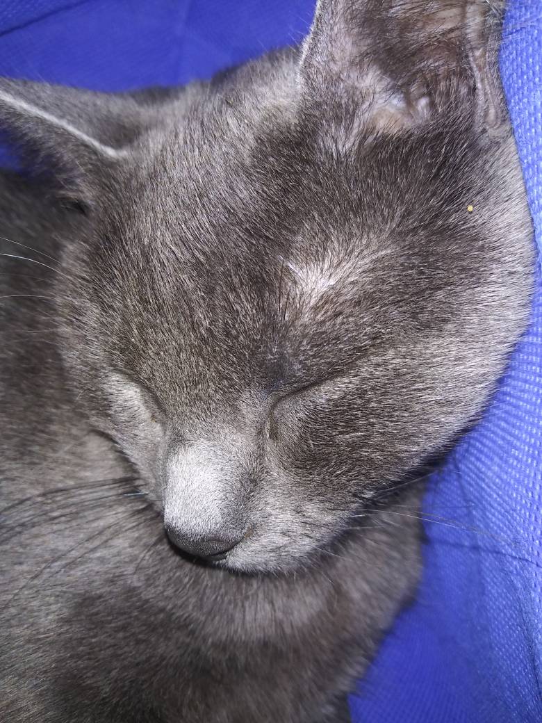 Sleeping Beauty
