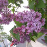 Lilac Love