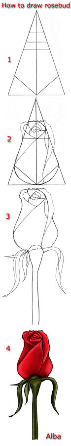 Tutorial draw rosebud