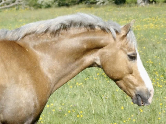 Lancelot..... by Jess-Animal-Obsessed on DeviantArt