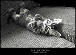 Lick Lick All Clean by Aoxa-Cats
