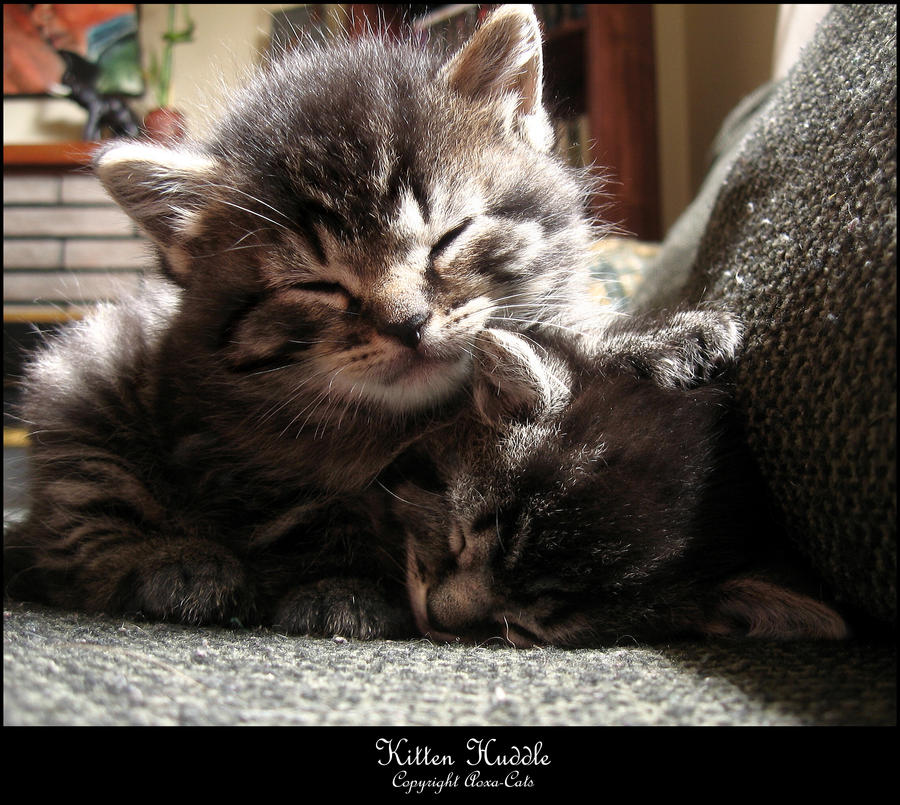 Kitten Huddle - In Colour