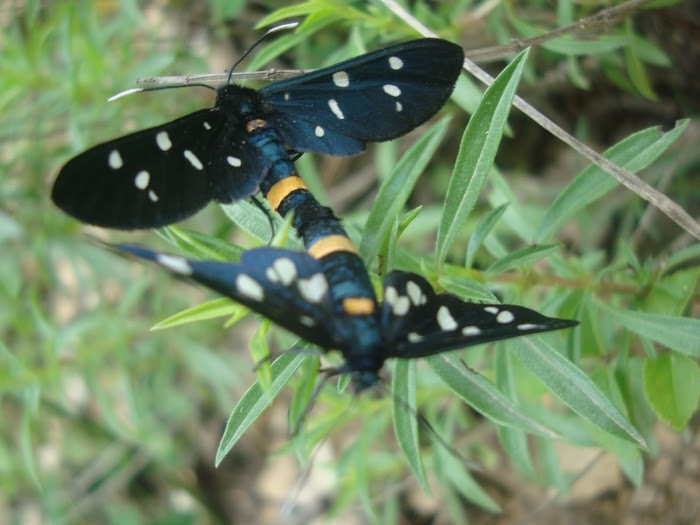 Personal time for two butterflies