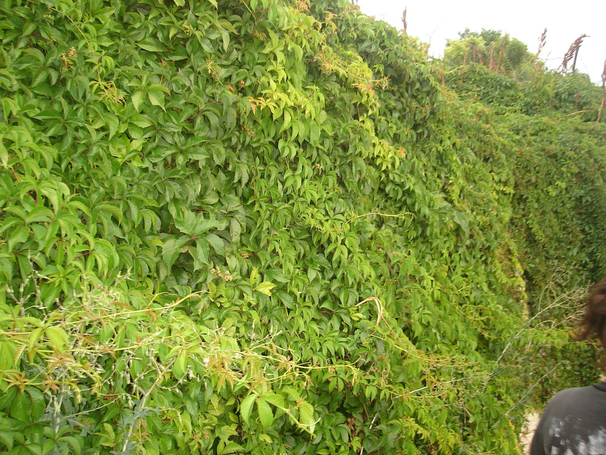 Wall of plants