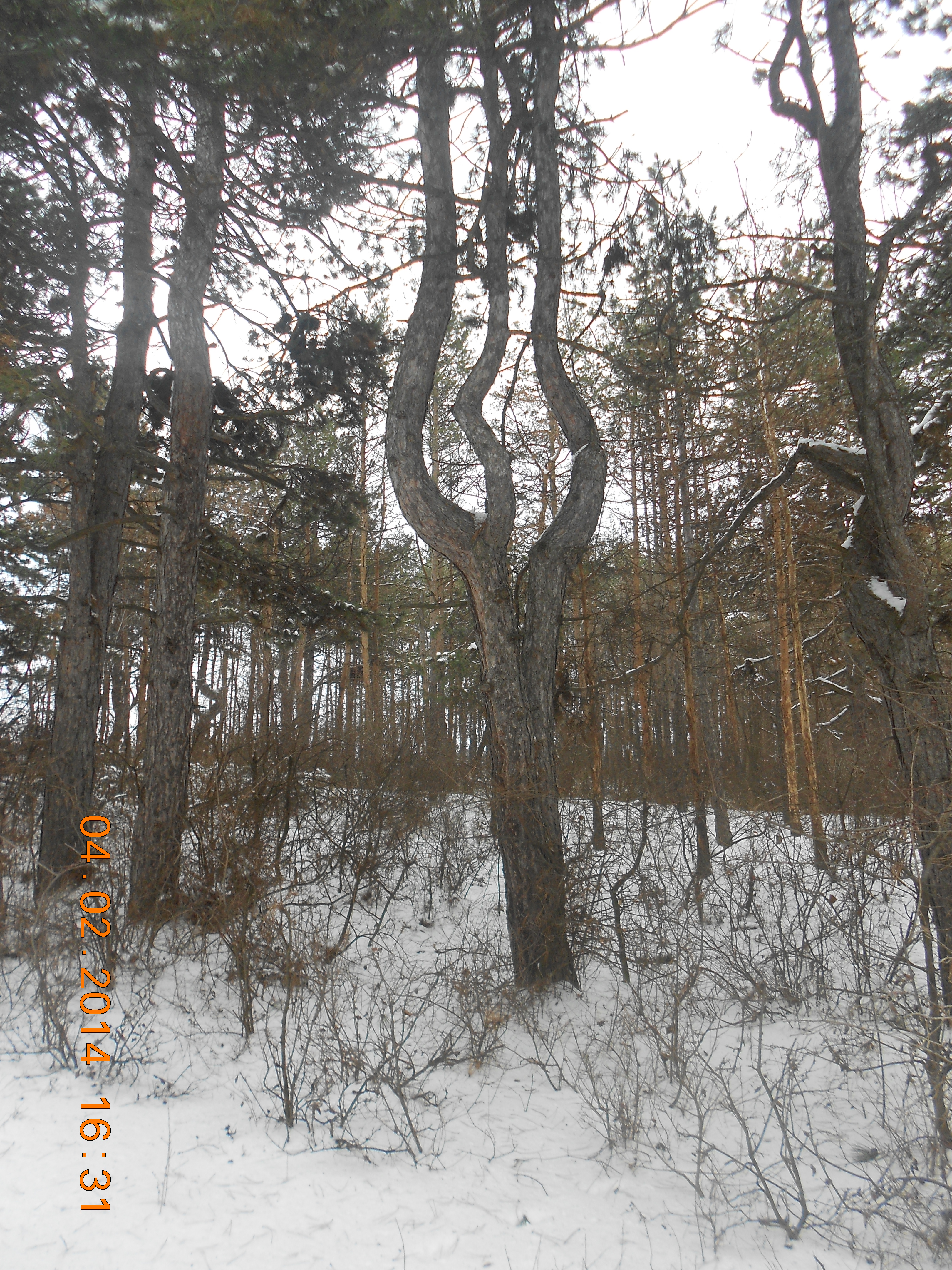 Trees in the snow