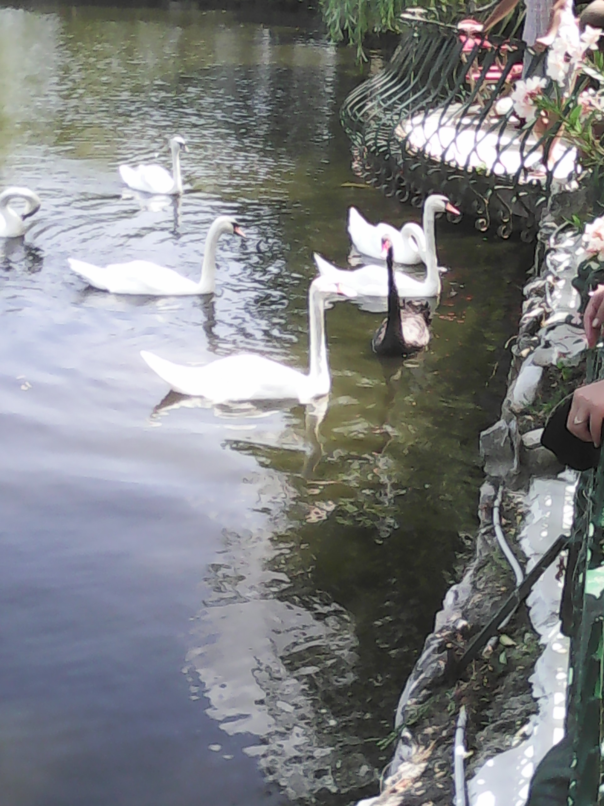 Swans again