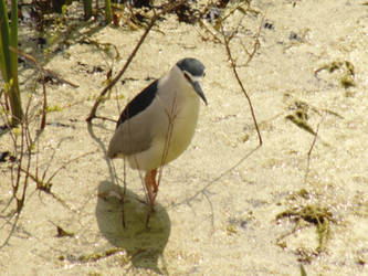 Black-Crowned Night Heron