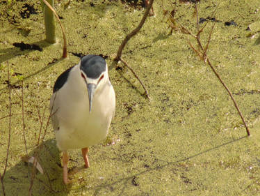 Black-Crowned Night Heron 2