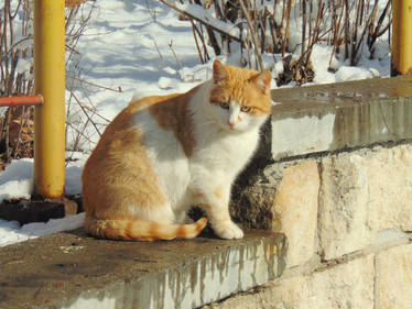 Snow cat