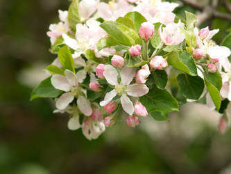 Apple Blossom