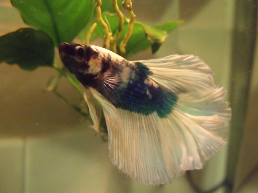 Onion The Betta.