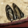 Two butterflies eating