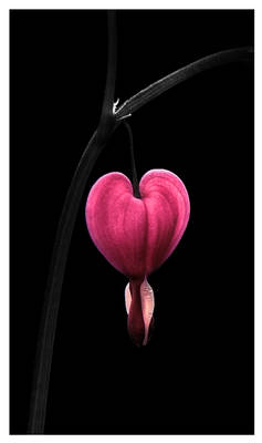 Bleeding Heart