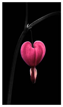 Bleeding Heart