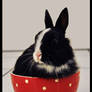 Bowlbunny