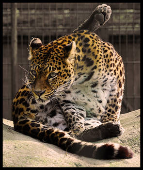 Leopard Yoga