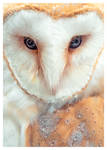 Tyto alba by Skia