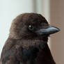 Young Jackdaw