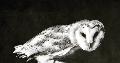 Tyto Alba