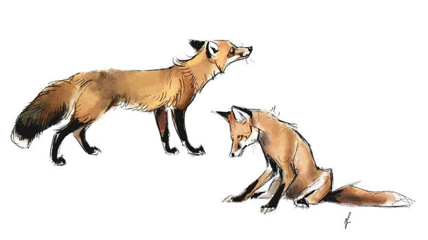 Foxes