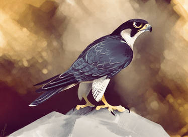 Peregrine