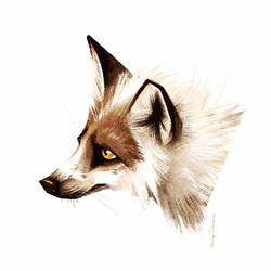 Red Marble Fox