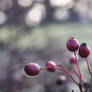 Pearls of autumn.