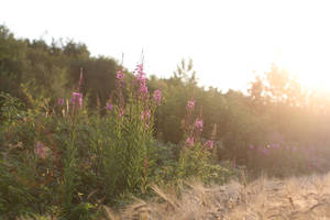 evening's paintbox - unedited