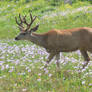 mule deer