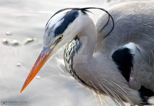 Grey Heron