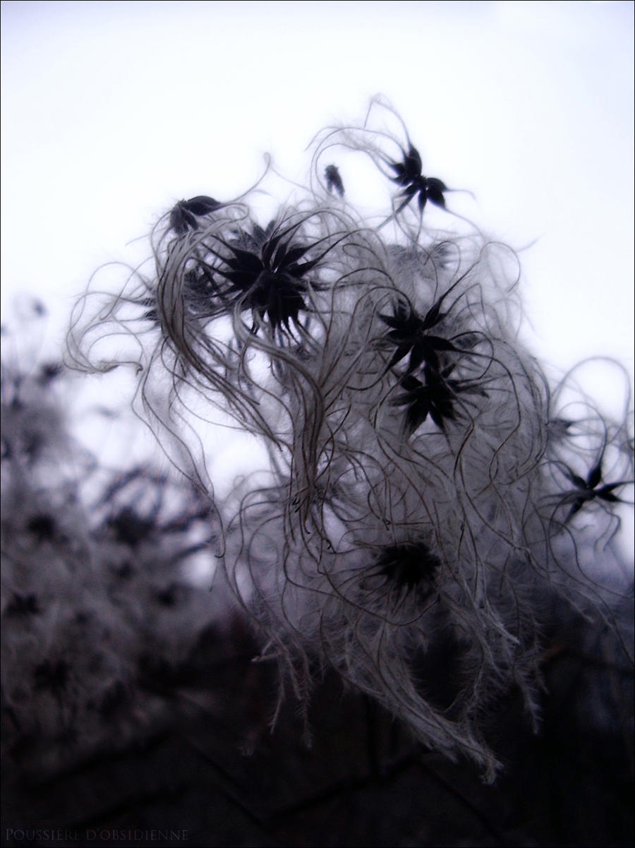 Cheveux d'Anges