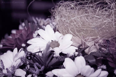 Nid de Printemps by PoussiereObsidienne