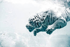 Odin the diving tiger