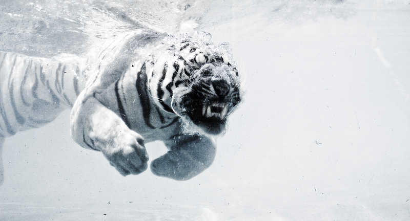 Odin the diving tiger I