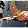 Dragonfly at lakeside (Ditch jewel)