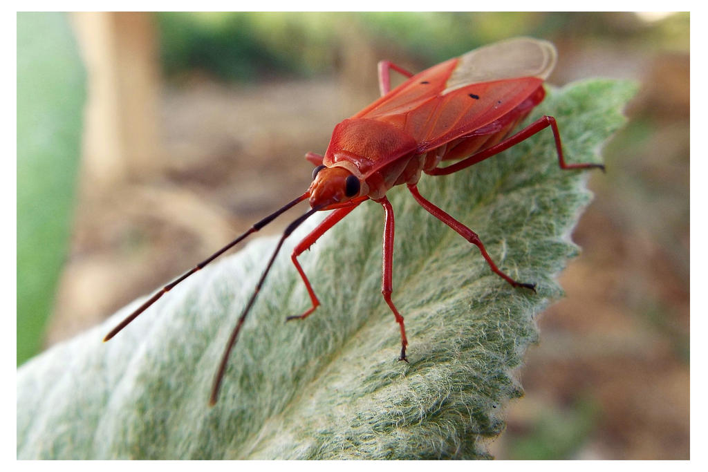 Curious red bug