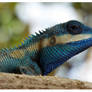Blue Crested Lizard