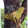 Malaysian Moon Moth (2)