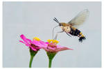 Hummingbird Moth by kiew1