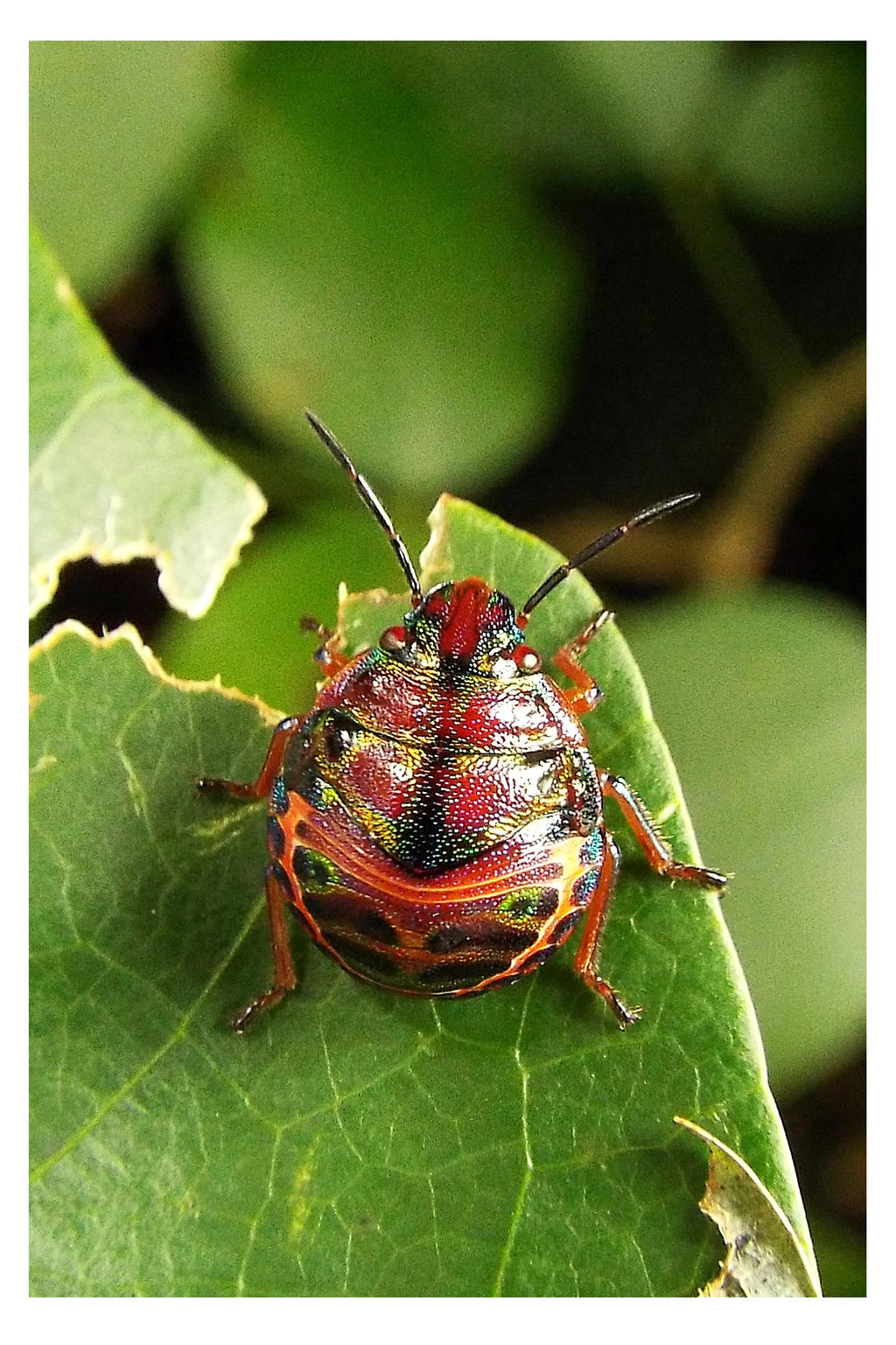 The bug of all colours