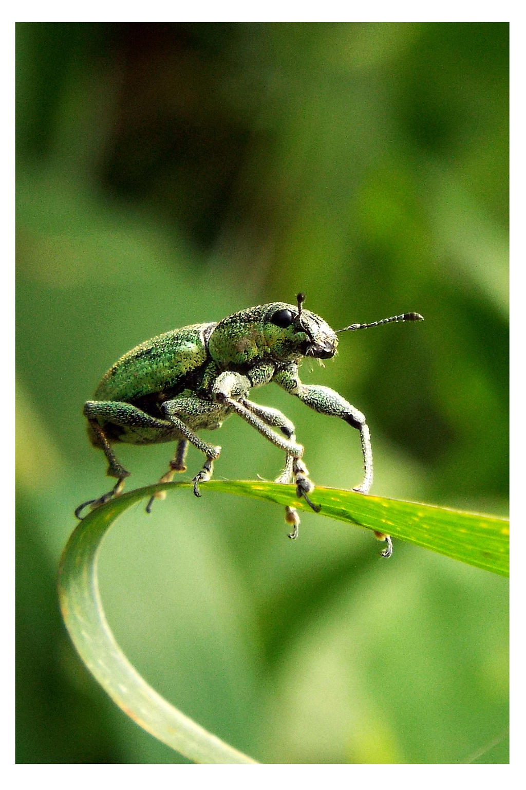 In a green world