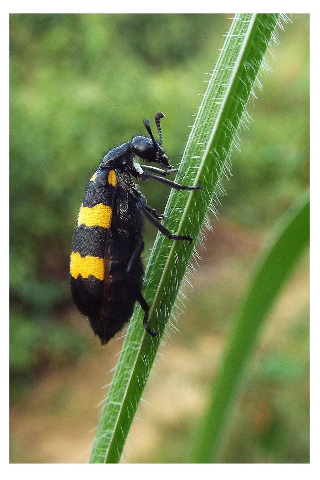 Meloidae Mylabria cichorii