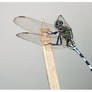 Dragonfly 19 (Green Marsh Hawk)