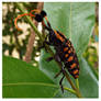 Longhorn beetle (2)