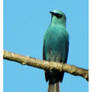 Verditer Flycatcher