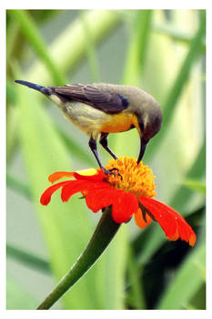 Sunbird and flower 2