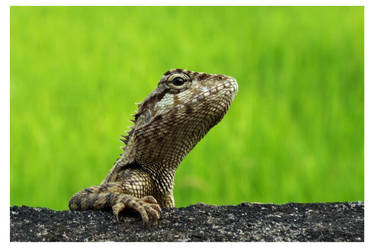 Hey Neighbour by kiew1
