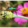 Shield bug (2)