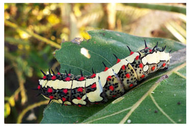 Caterpillar 23 (The Common Mime)